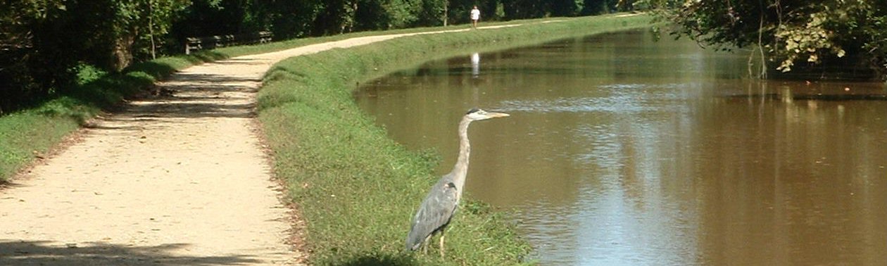 Blue heron near Georgetown
